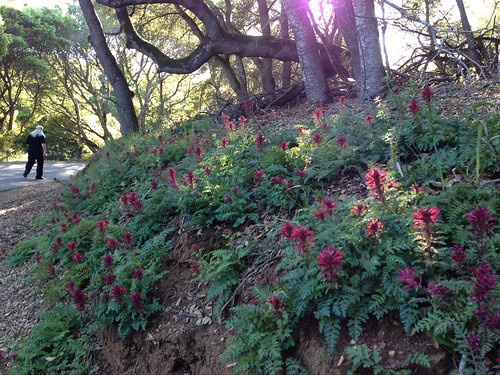 Wild flowers on Sawyer Camp Trail