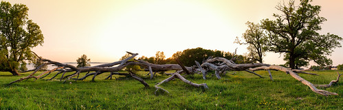 sunset tree oak sweden uppsala ek sverige träd solnedgång uppland treelog morgahage uppsalalän canonef24mmf14liiusm canoneos5dmarkiii