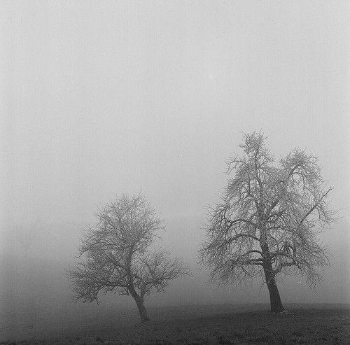winter landscape film blackandwhite bw mist fog tree