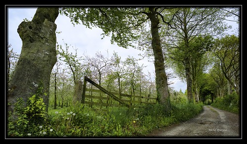 france apple nature landscape spring normandie printemps chemin verger m9 ciderapple bucolique cotentin borderfx leicam9