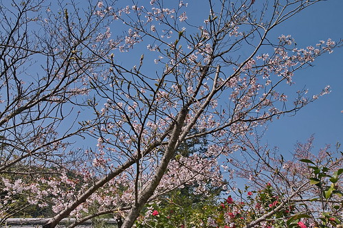 【写真】2013 桜 : 毘沙門堂/2021-03-09/IMGP9927