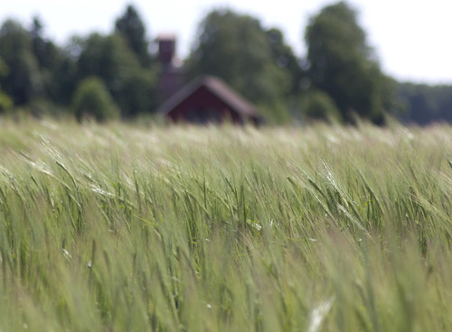 summer rural sweden stall haninge agriculture stable nedersta nödesta nödestastallet nödestavästergård flickrlicensing