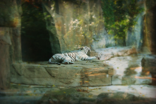 zoo tiger dreams whitetiger
