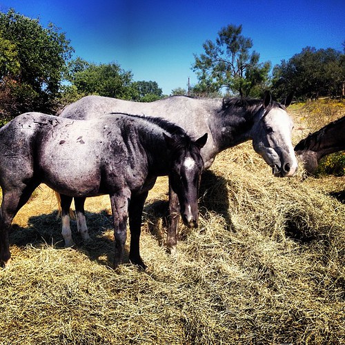 horses square grey lofi squareformat blueroan tntranch iphoneography instagramapp cowboy4sale horse4sale tnthorses greathorseforsale