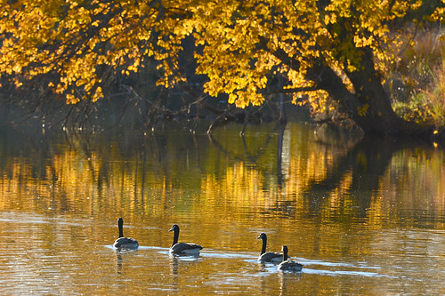 autumn canada reflections gold geese kansas wichita chisholmcreekpark