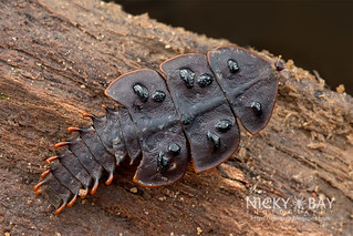 Trilobite beetle larva (Platerodrilus sp.) - DSC_9481