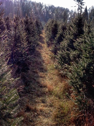 cameraphone christmas xmas tree apple point farm rows views 365 500views 500 vanishing balsam iphone project365 iphone5 iphone365 iphoneography snapseed