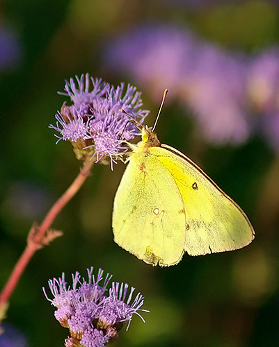 justin nature butterfly insect texas wildlife lepidoptera orangesulphur