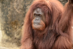 Bornean Orangutan Seated