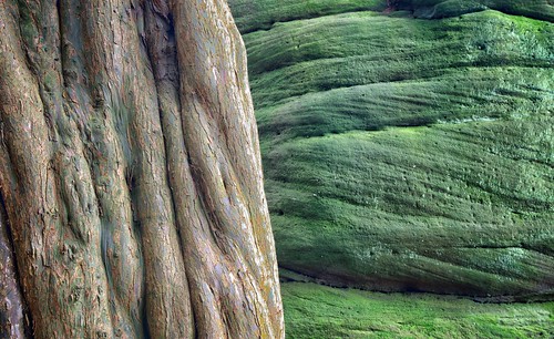 wood tree stone yorkshire textures