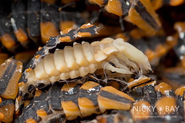 Net-Winged Beetle larvae (Lycidae) - DSC_7301