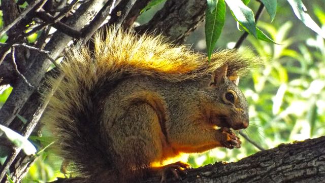 Mexican Fox Squirrel, SWRS