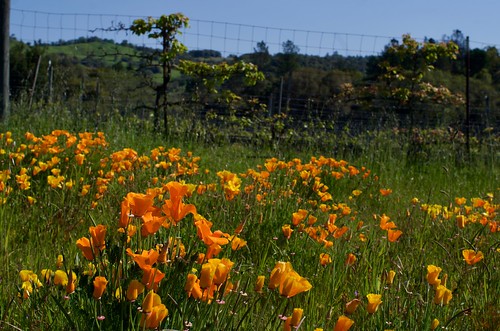 california poppies mendocino