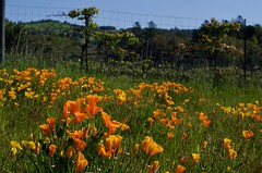 Poppies and Vineyards