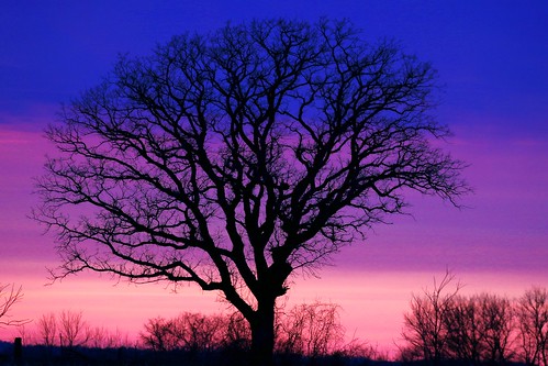 bur oak tree sunset lake meyer park winneshiek county iowa larry reis