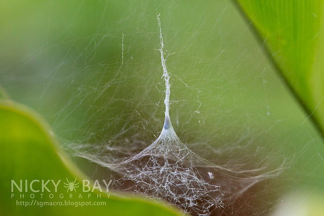 Beccari's Tent Spider? (Cyrtophora beccarii) - DSC_4374