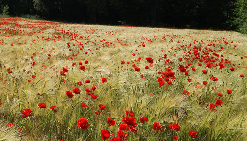 france field saint alpes rouge marseille olympus poppy poppies bouquet e3 cote provence champ coquelicot pavot dazur 70300 1260 zaccharie mygearandme alcaloîde