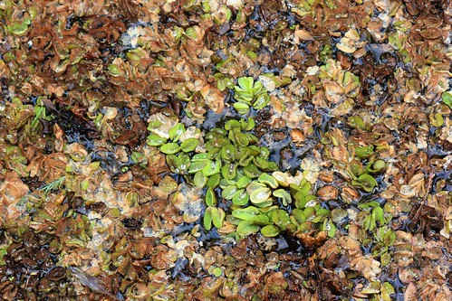 lake louisiana bayou cypress doyline lakebistineau invasivevegetation