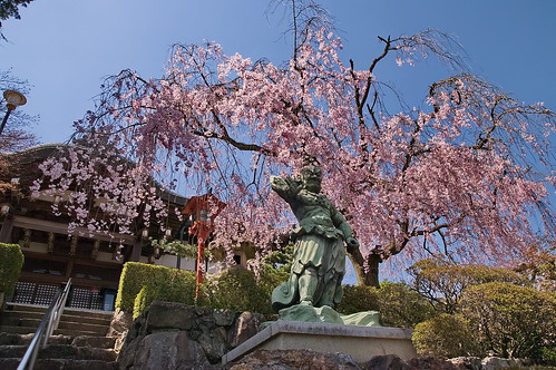 【写真】2013 桜 : 正法寺/2021-04-17/IMGP0078