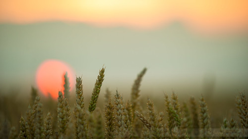 sunset pordosol sun france soleil nikon champs campo fields campagne coucherdesoleil trigo beauce milho blés d700 paulrodriguesphotographies