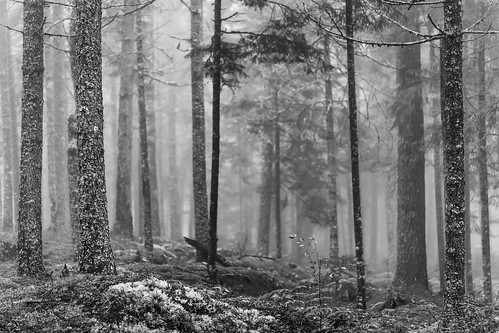 morning trees blackandwhite usa nature monochrome fog forest landscape photography us photo woods photographer unitedstates image fav50 unitedstatesofamerica maine foggy newengland august nopeople fav20 100mm photograph fav30 lincolnville f28 pinetrees 320 fineartphotography commercialphotography fav10 editorialphotography 2013 fav40 fav60 intimatelandscape northeastus fav70 houstonphotographer ¹⁄₁₀₀sec northeastunitedstates ef100mmf28lmacroisusm mabrycampbell august92013 201308090h6a4734
