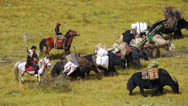 Nomads on the move, Tibet 2013