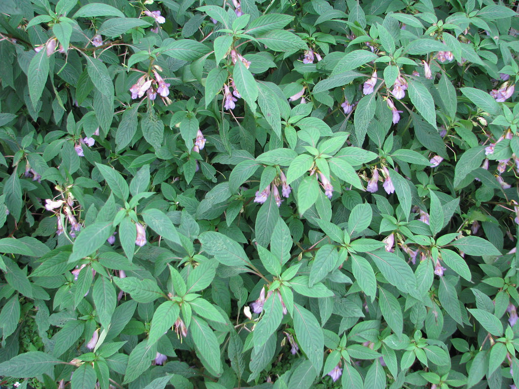 Impatiens arguta