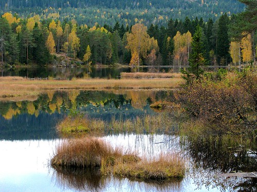 autumn lake water oslo norway forest marsh nordmarka sognsvann marka svartkulp