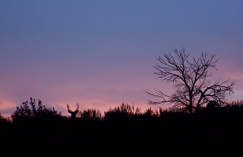 sunset sky tree night evening montana cloudy deer buck muledeer