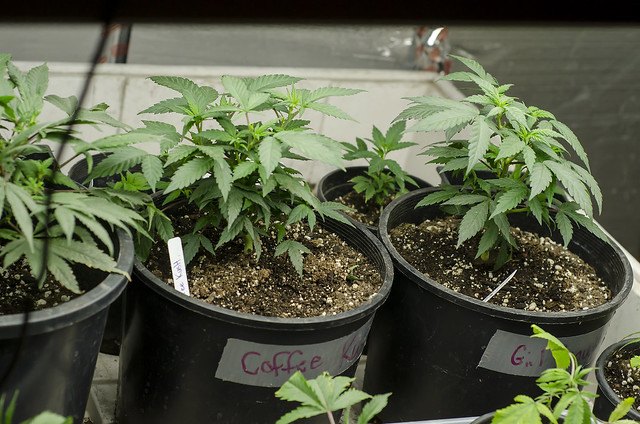 LEGAL Colorado Marijuana Grow