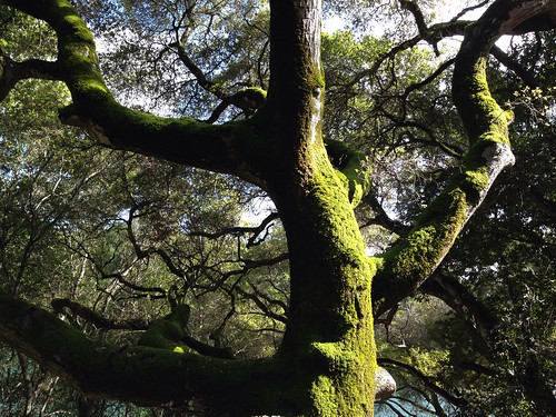Moss on oak tree on Sawyer Camp Trail in San Mateo County