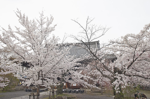 【写真】2014 桜 : 立本寺/2020-03-01/IMGP5733