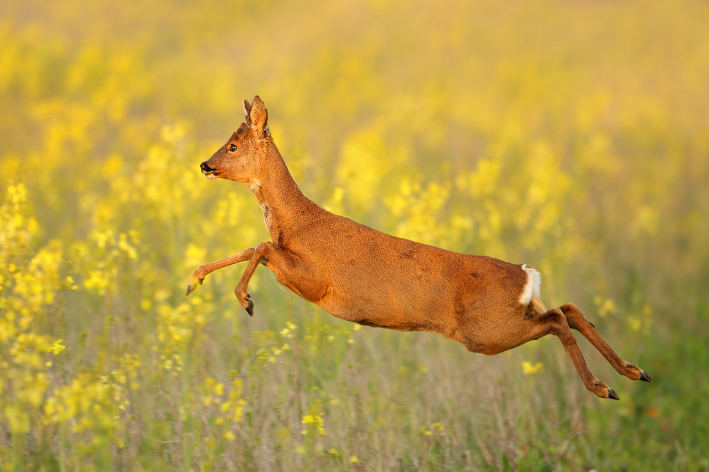 Leaping Roe Deer
