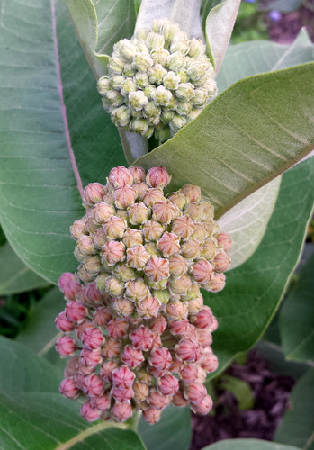 three sets of buds on a common milkweed
