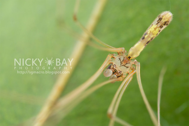 Daddy-Long-Legs Spider (Pholcidae) - DSC_7525
