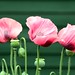 trois fleurs de pavot / three poppies
