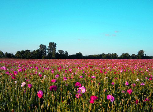 flowers field