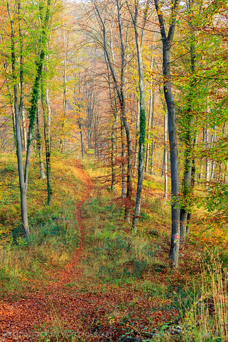 autumn trees forest canon landscape croatia dslr hrvatska tomislav digitalni 60d slavonskibrod originalni canoneos60d lacic lačić