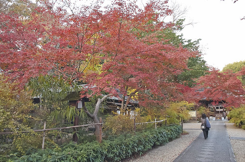 【写真】2013 紅葉 : 梨木神社/2020-09-17/IMGP4288