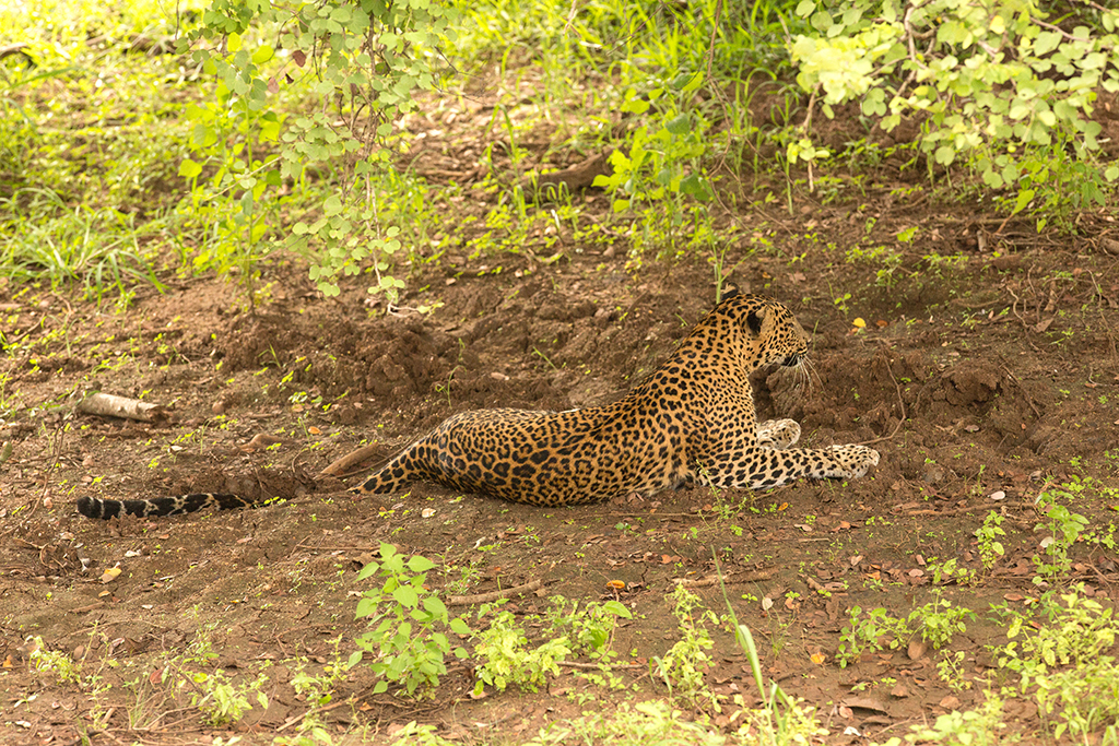 Leopard   Sri Lanka 2013 2013-11-27 (1)