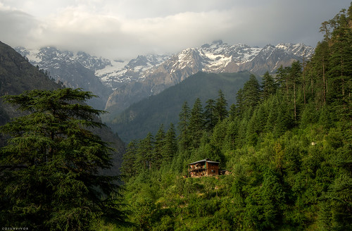 trees india mountain nature forest landscape valley himalayas parvati kasol incredibleindia cosurvivor