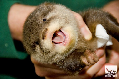 closeup of the fuzzy face of an otter pup being held in a vet's hands. Its mouth is open, revealing a little pink tongue.