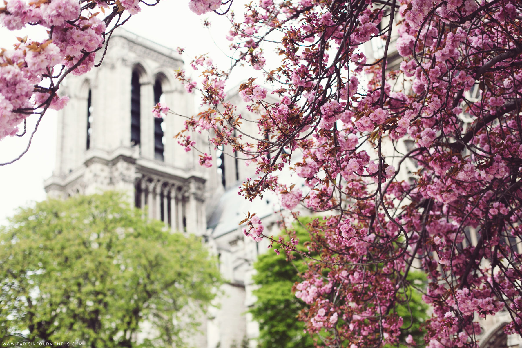 Spring in Paris by Carin Olsson (Paris in Four Months)