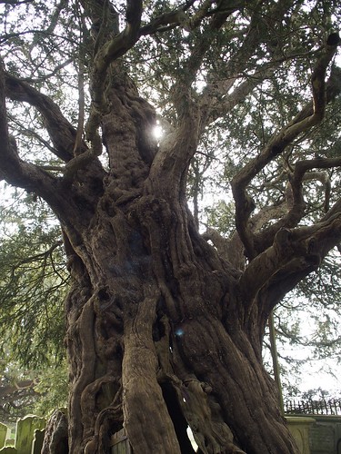 yew, tree, Crowhurst, Surrey, travel,