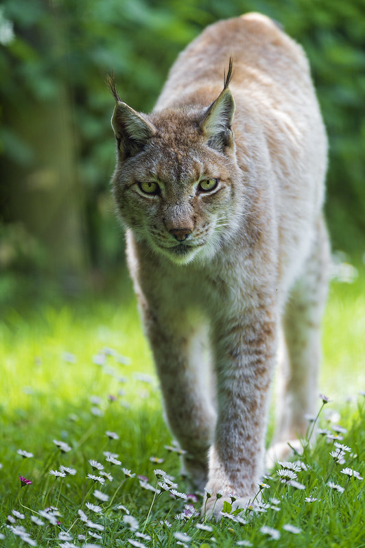 Female lynx walking in the grass with daisies