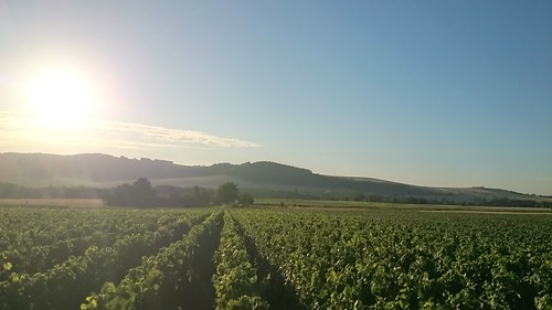 nature vines champagne vineyards xperiaz1