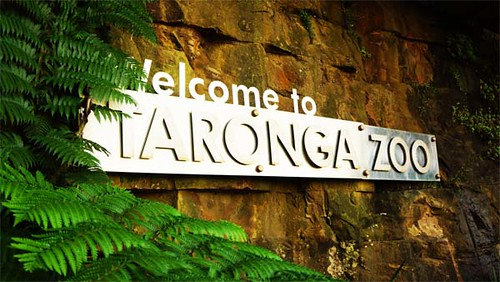 Visit @TarongaZoo For A Wild Experience