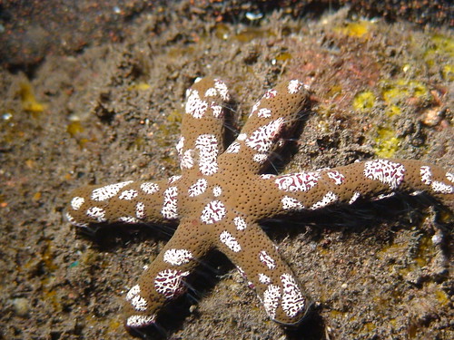 Echinaster luzonicus  sea star with sessile ctenaphores ind11-3 06278