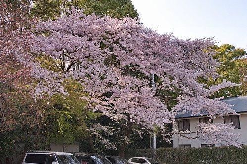【写真】2013 桜 : 石清水八幡宮/2021-12-06/IMGP9724