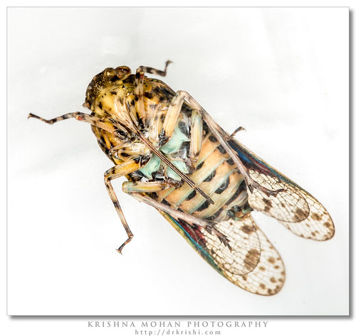 india cicada asia karnataka arthropoda leafhopper leafhoppers sharpshooters insecta dakshinakannada hemiptera cicadellidae moodabidri akruthi platypleura